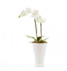 White Orchid (IL)