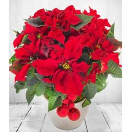 Red Christmas Poinsettia (UK)