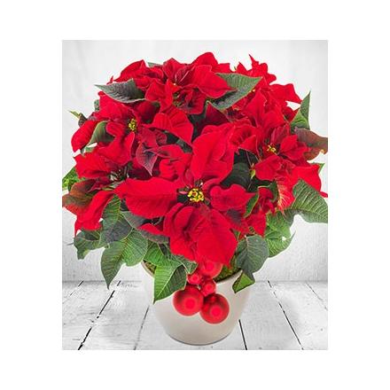 Red Christmas Poinsettia (UK)
