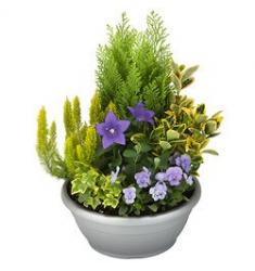 Arrangement of outdoor plants