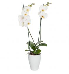 White orchid plant (NL)