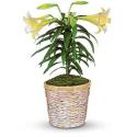 Φυτό Easter Lily (Αμερική-Καναδάς)