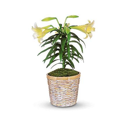 Easter Lily Plant (Αμερική-Καναδάς)