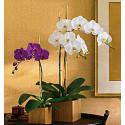 Φυτό Imperial Purple Orchid (Αμερική-Καναδάς)