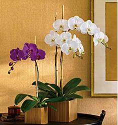 Imperial Purple Orchid (U.S.A.-Canada)