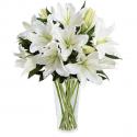 White Lilies cosmoflora