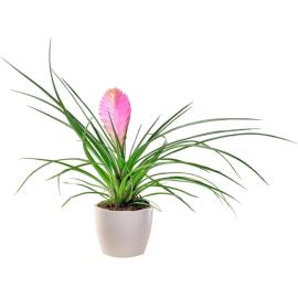 Tillandsia the exotic in a ceramic pot (Only for Greece)