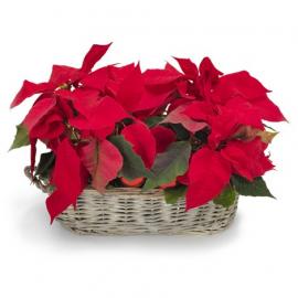 Christmas Ponsietta  in mini basket