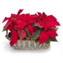 Christmas Ponsietta in mini basket cosmoflora