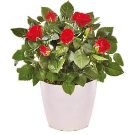 Mini red rose plant