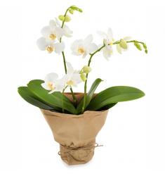 Opulent Orchid (B)