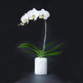 Single Orchid (Cy)