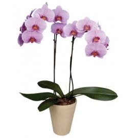 Pink Phalaenopsis Orchid in a Pot (Cy)