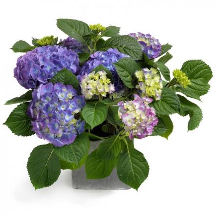 Plant Blue Hydrangea (F)