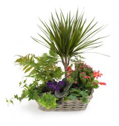 Elegant garden basket(F)