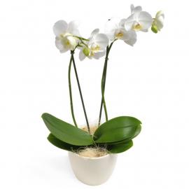 White Phalaenopsis Orchid (F)
