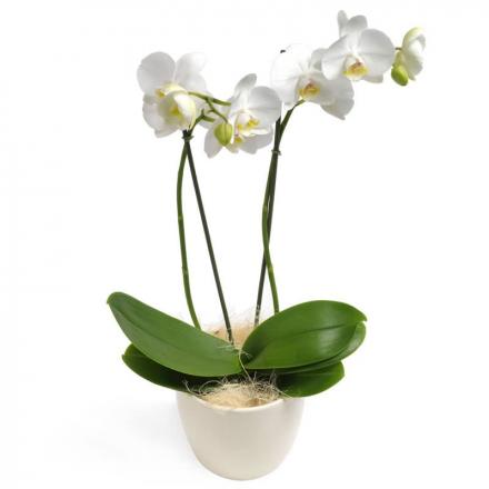 White Phalaenopsis Orchid (F)