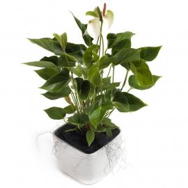 Awesome white Anthurium (G)