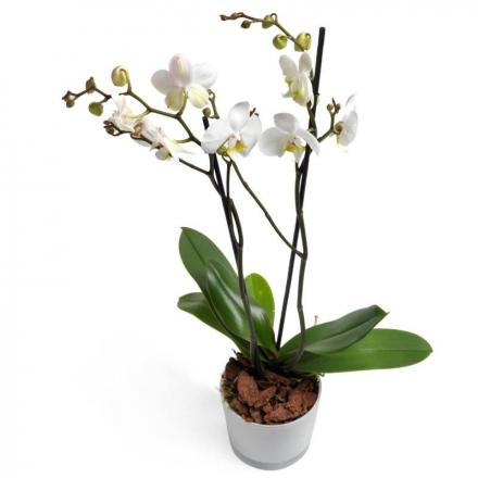 White Phalaenopsis Orchid (G)