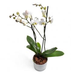 Λευκή Phalaenopsis Orchid (G)