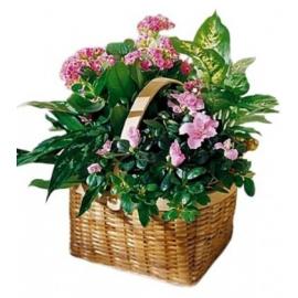 Basket Plants