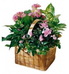 Basket Plants