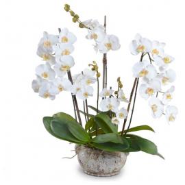 Orchids-white in a pot