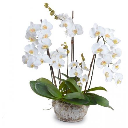 Orchids-white in a pot