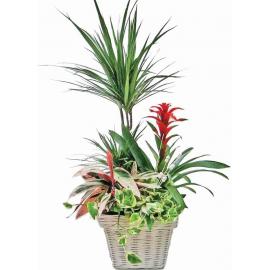 Plant Arrangement in Basket