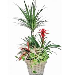 Plant Arrangement in Basket