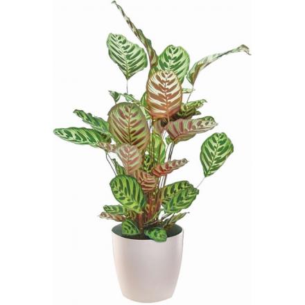 Calathea plant in plastic pot