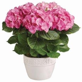 Pink Hydrangea plant
