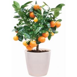 Kumquat  Plant