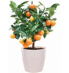 Kumquat  Plant