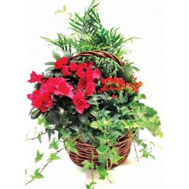 Plants Arrangement in Basket