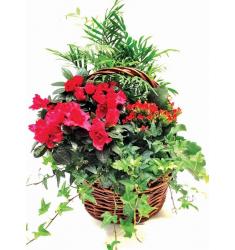 Plants Arrangement in Basket