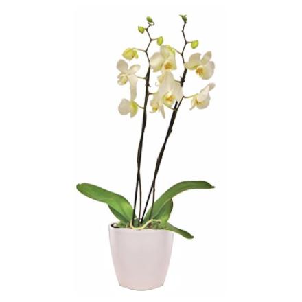 White Phalaenopsis Orchid in a Pot