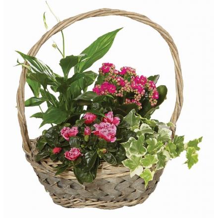 Basket flowering