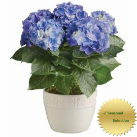 Blue  Hydrangea plant