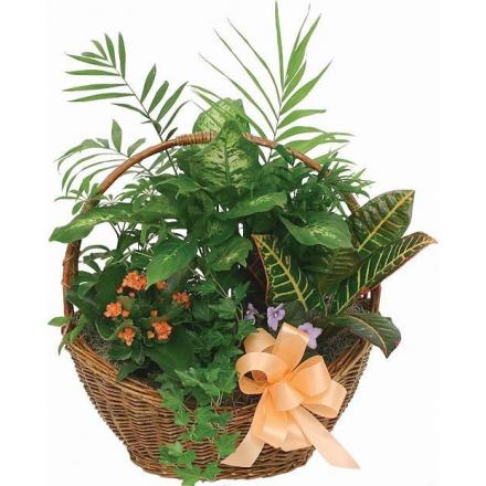 Green plants basket