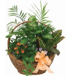 Green plants basket