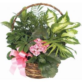 Green & flowering plants basket