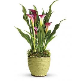 Spring Calla Lily Plant  (Αμερική)
