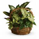 Σύνθεση Φυτών Emerald Garden Basket (Αμερική-Καναδάς)