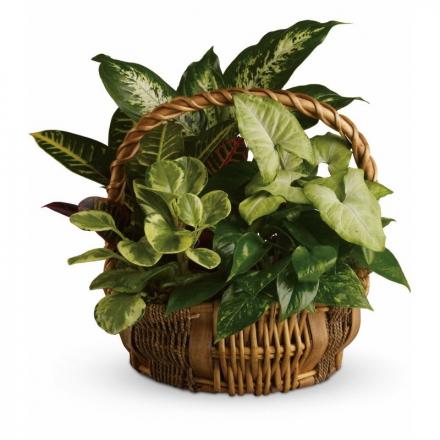 Emerald Garden Basket (Αμερική-Καναδάς)