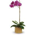 Φυτό Imperial Purple Orchid (Αμερική-Καναδάς)