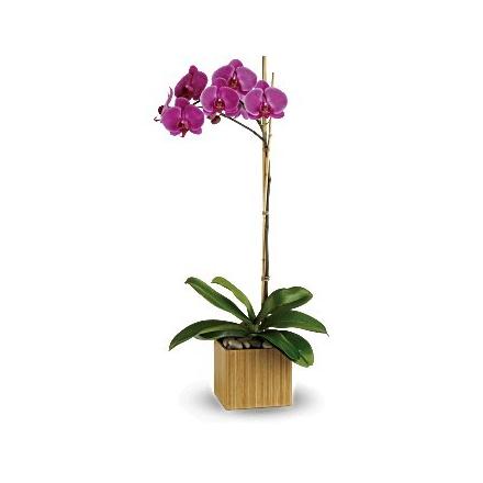 Imperial Purple Orchid (Αμερική-Καναδάς)