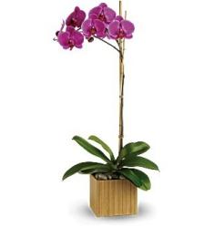 Imperial Purple Orchid (U.S.A.-Canada)