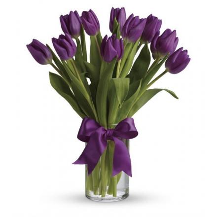 Passionate Purple Tulips  (Αμερική-Καναδάς)