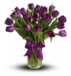 Passionate Purple Tulips  (Αμερική-Καναδάς)